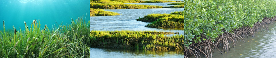 seagrass, saltmarsh, mangrove