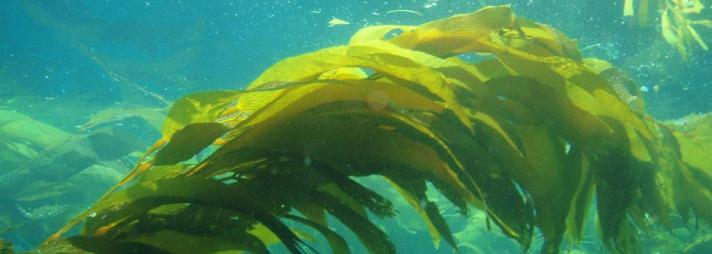 seaweedfuele.jpg