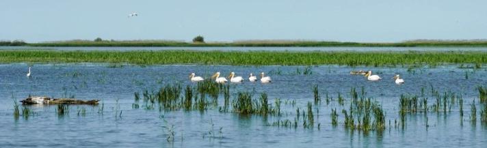 a-row-of-pelicans-bird-watching-in-denube-delta-romania_1.jpg