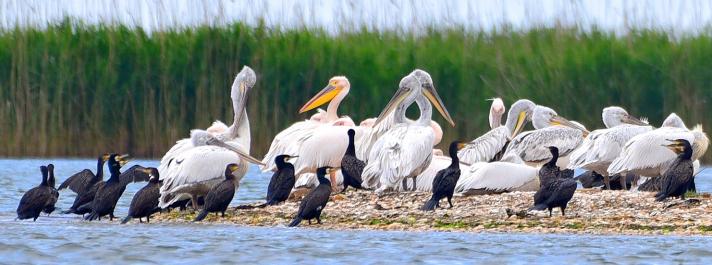 dalmatian-pelicans-with-other-birds-in-ukraine_maxim-yakovlev.jpg