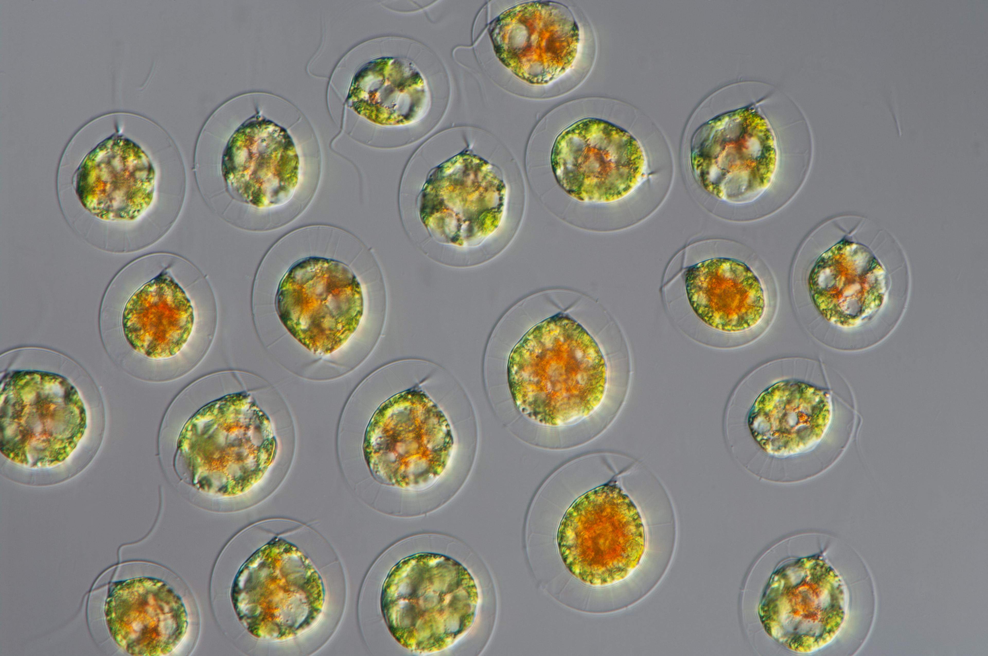 The freswater microalga Haematococcus pluvialis