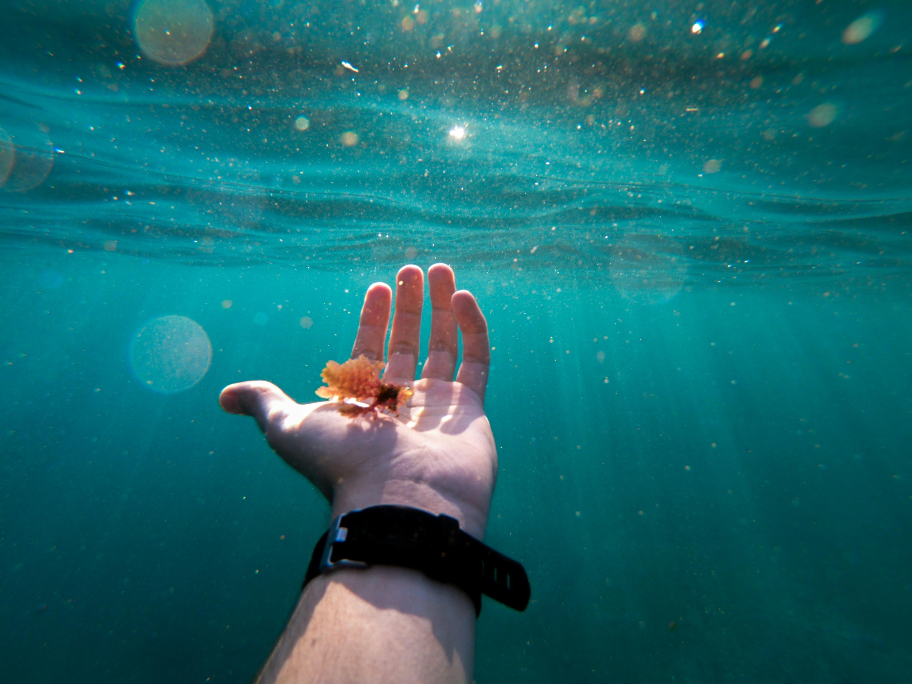 Underwater hand algae