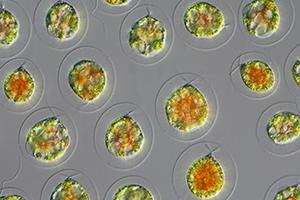 algae_cells